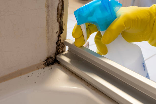 Best Insurance-Related Mold Remediation in White Sulphur Springs, MT