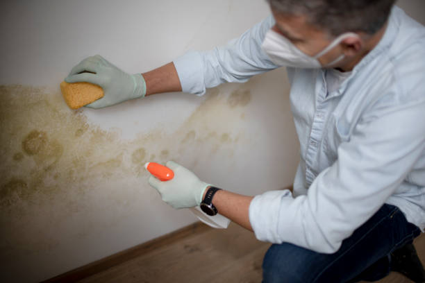 Best Residential Mold Remediation in White Sulphur Springs, MT